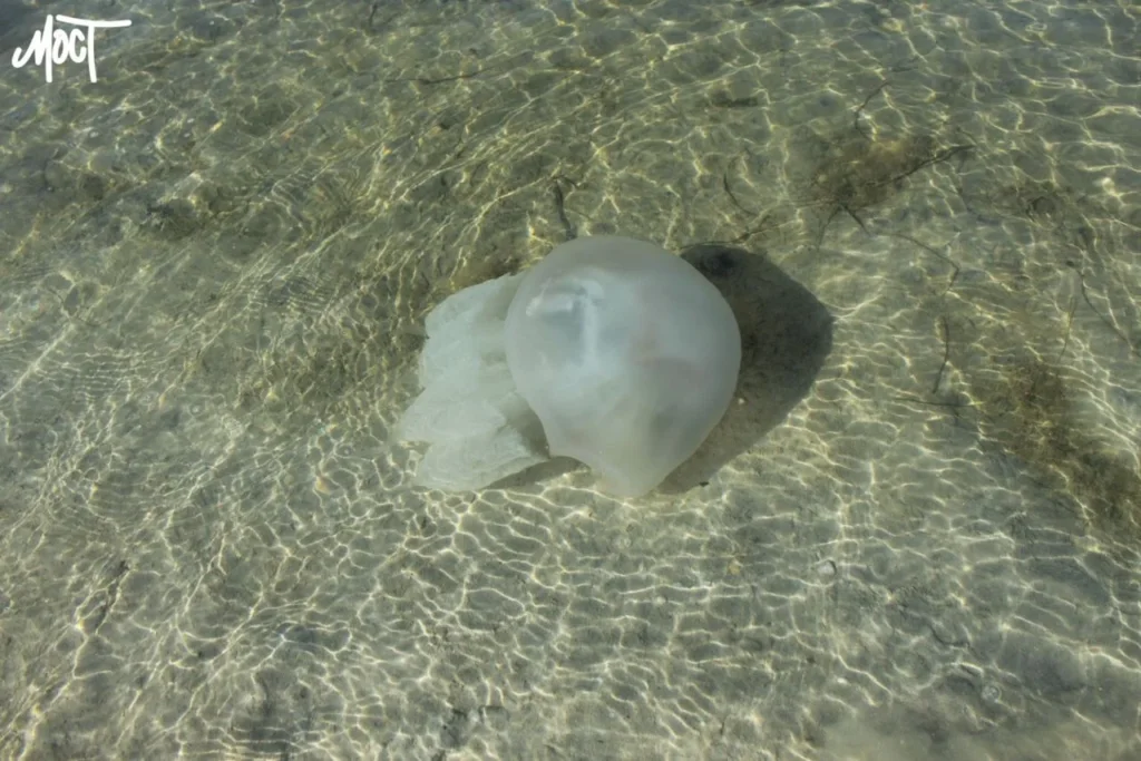 Окупанти на Херсонщині планують виробляти колаген із медуз Азовського моря