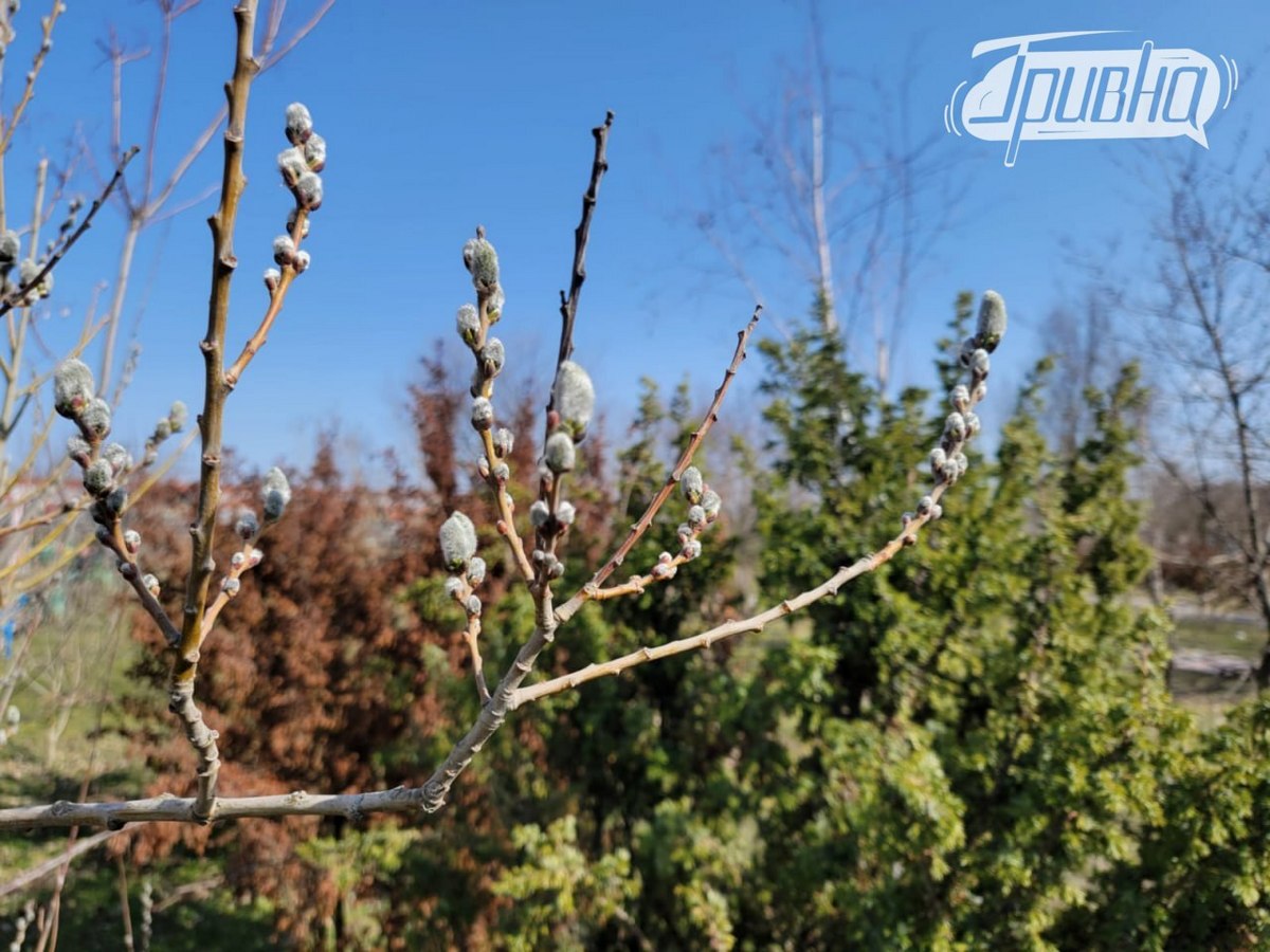 весняні котики верба Херсон