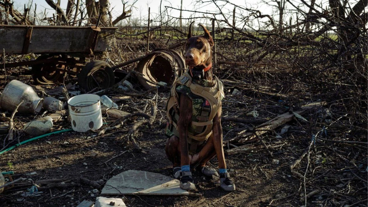 Знайшла понад 170 людей. Померла собака-рятівниця, яку залучали до місій, зокрема на Херсонщині