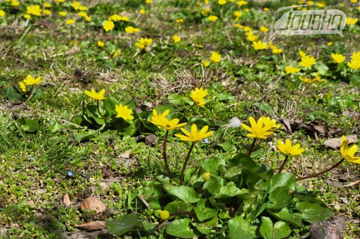 Якою буде погода у Херсоні та області 19 березня: тепло вдень і заморозки вночі