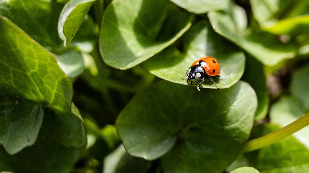 Яка погода очікується в Херсоні та області 29 березня 2026 року?