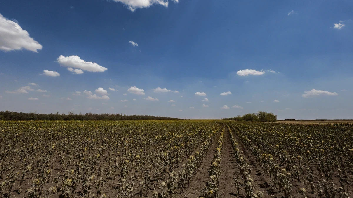 Торік не змогли повністю зібрати врожай. У Бериславському районі Херсонщини триває посівна
