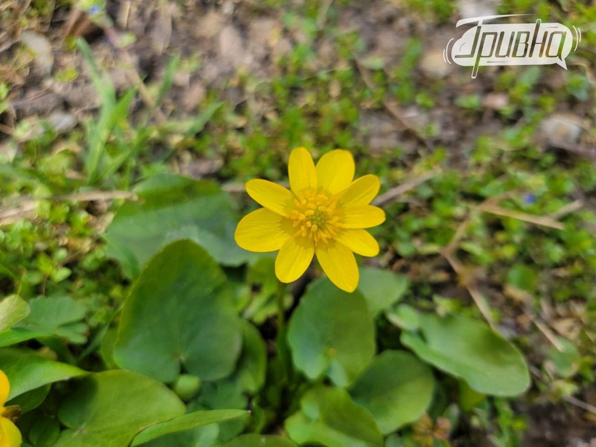 квіти Херсон