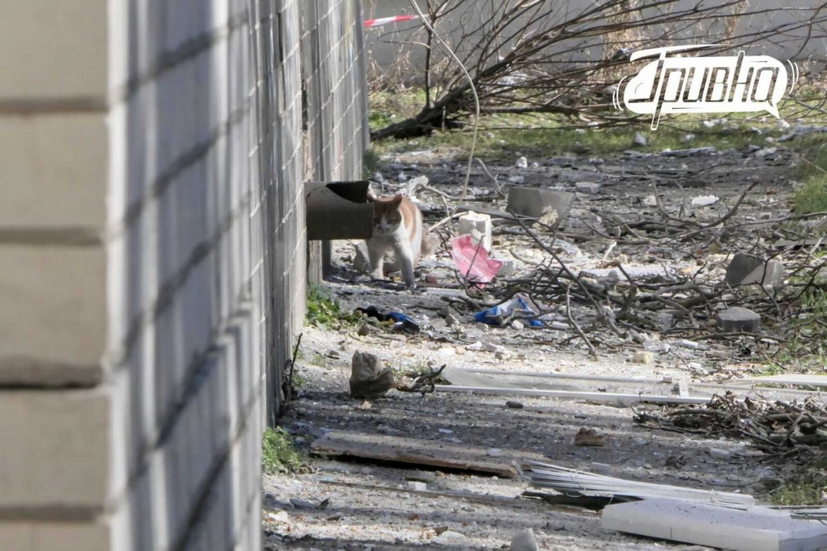 кіт біля будинку після обстрілу