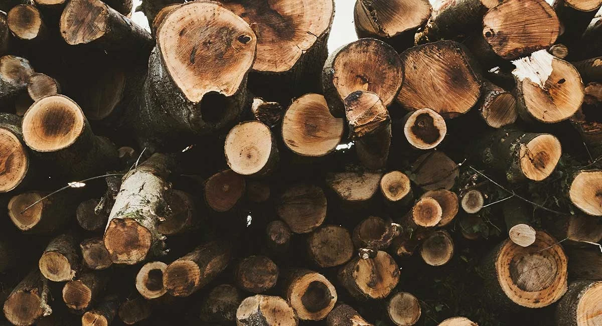 Майже 8 мільйонів гривень збитків. Посадовців підозрюють у незаконній вирубці лісу на Херсонщині