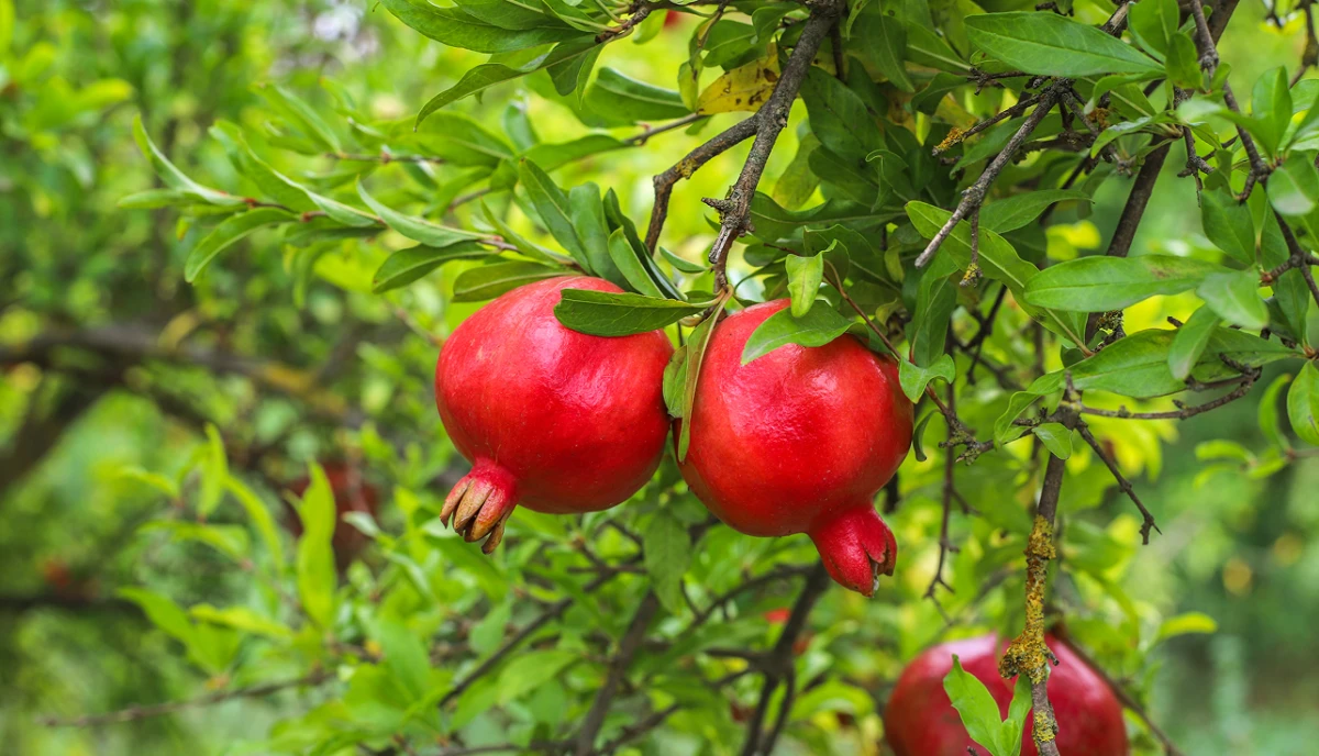 На Херсонщині можуть вирощувати оливки, інжир і гранат. Аграрії вже експериментують з новими культурами