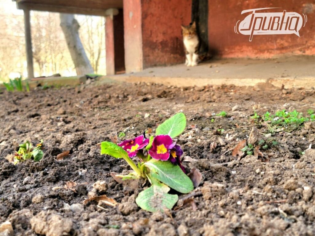 квіти Херсон