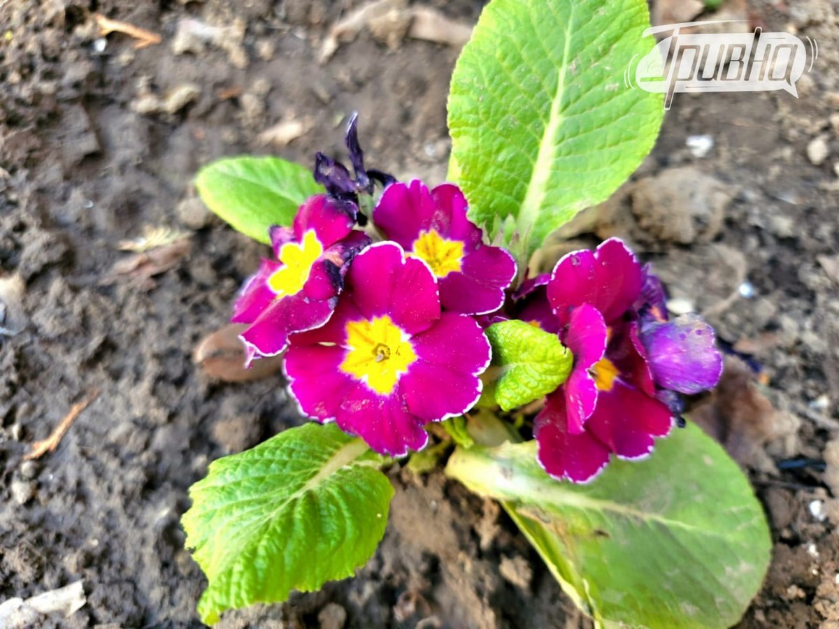 квіти Херсон