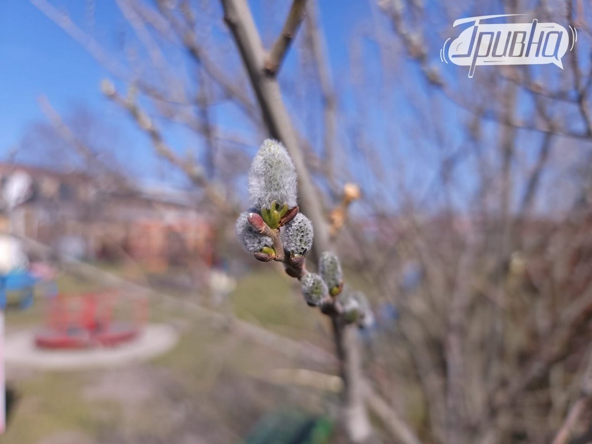 весняні котики верба Херсон