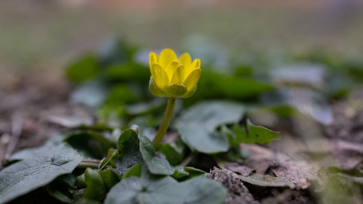 Яка погода очікується в Херсоні та області 12 березня 2026 року?