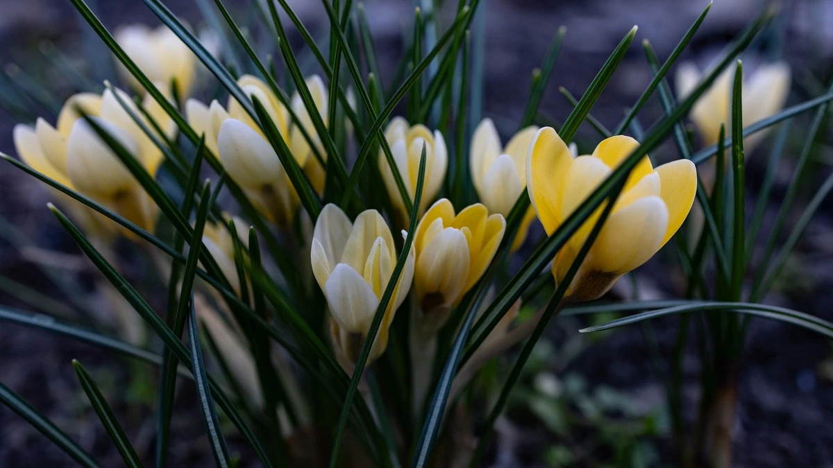 Яка погода очікується в Херсоні та області 16 березня 2026 року?