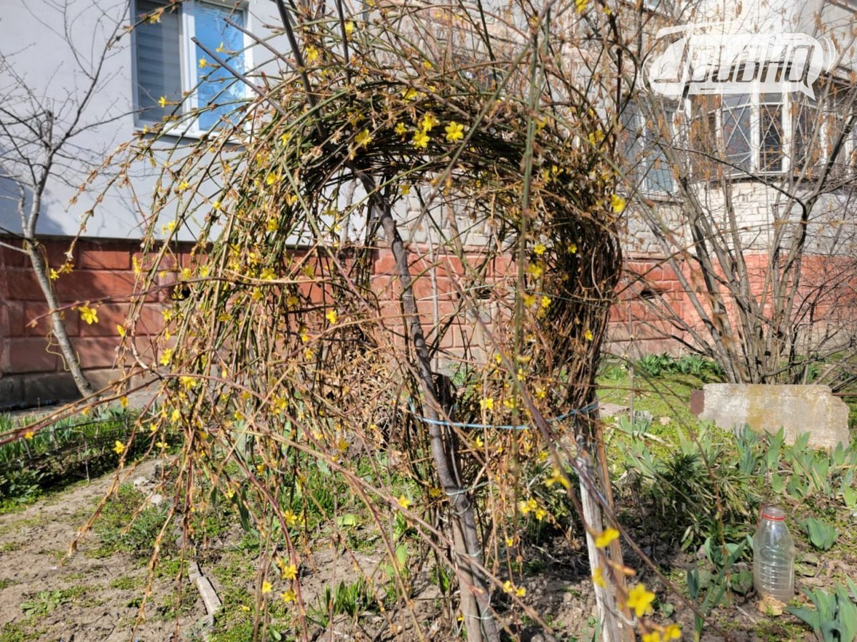 Херсон розцвітає