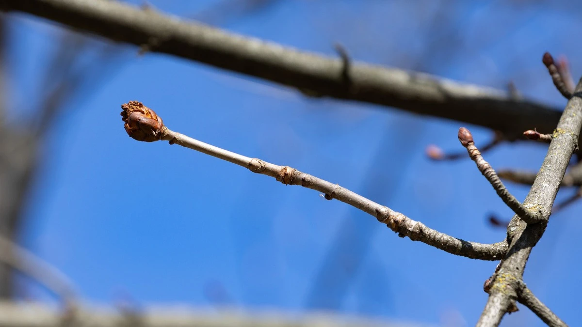 Яка погода очікується в Херсоні та області 19 березня 2026 року?