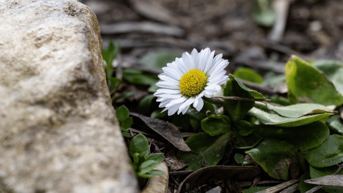 Яка погода очікується в Херсоні та області 28 березня 2026 року?