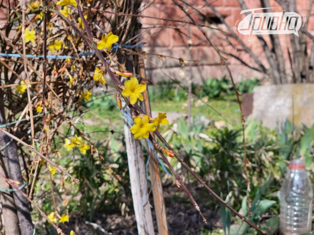 Херсон розцвітає