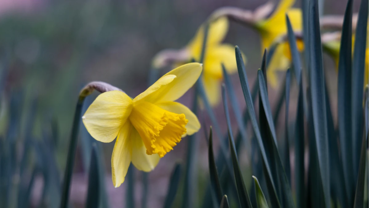 Яка погода очікується в Херсоні та області 31 березня 2026 року?