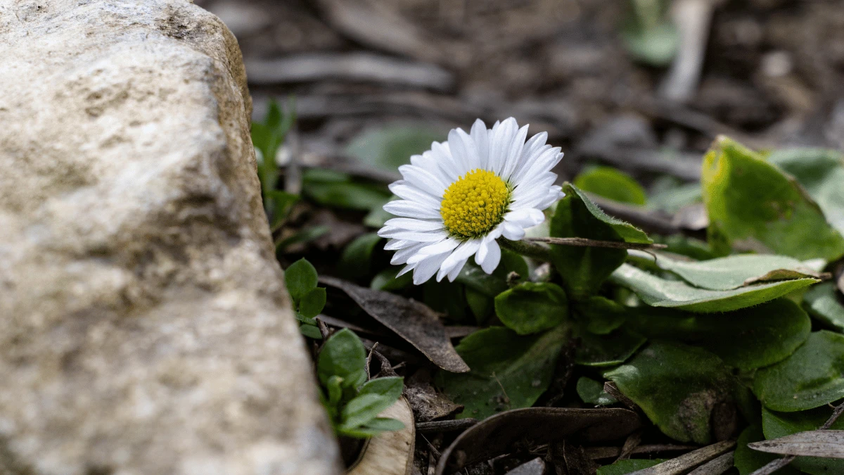 Яка погода очікується в Херсоні та області 22 березня 2026 року?