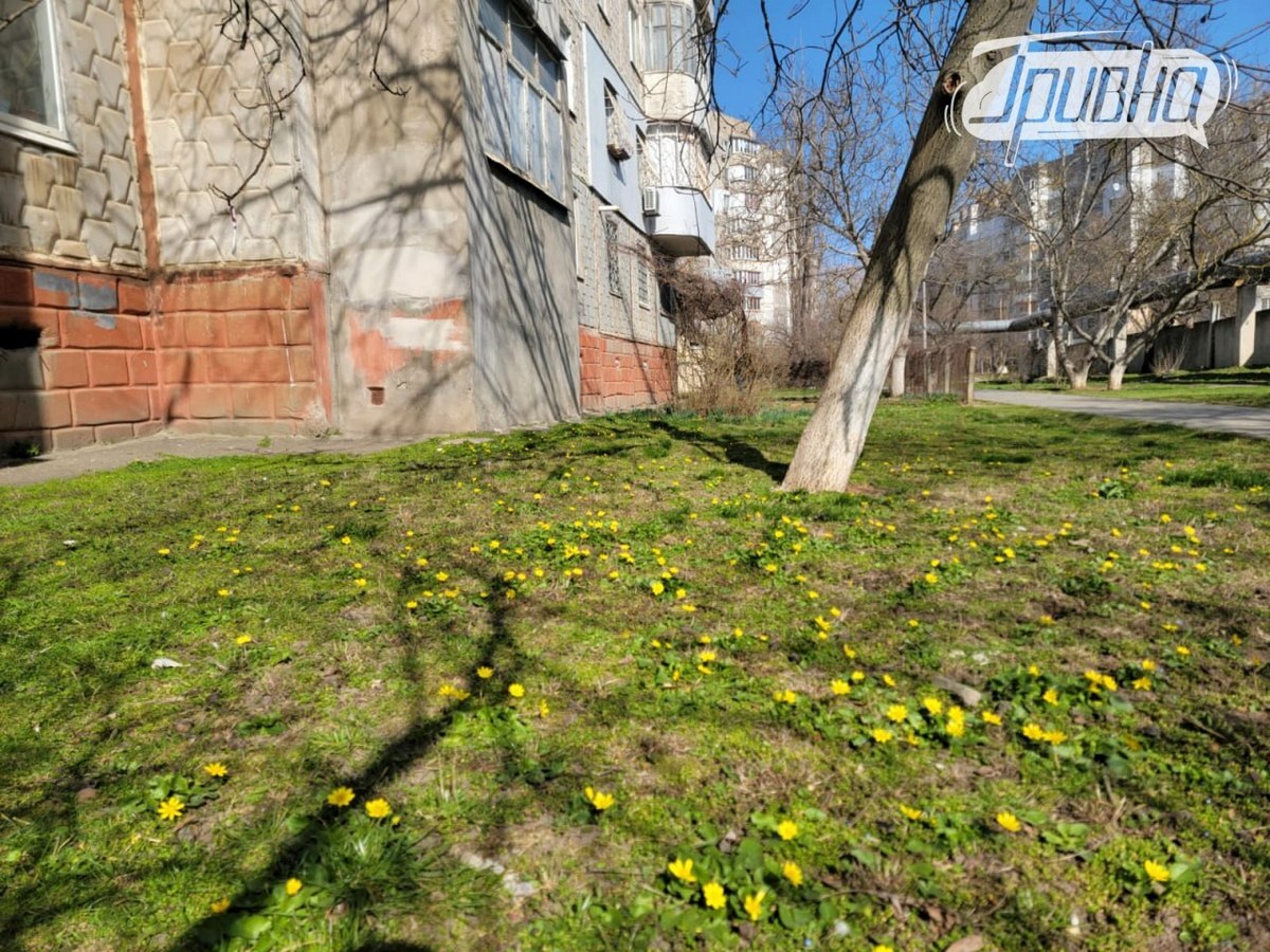 квіти Херсон