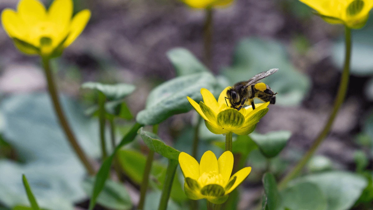 Чи очікувати магнітні бурі 28 березня 2026 року?