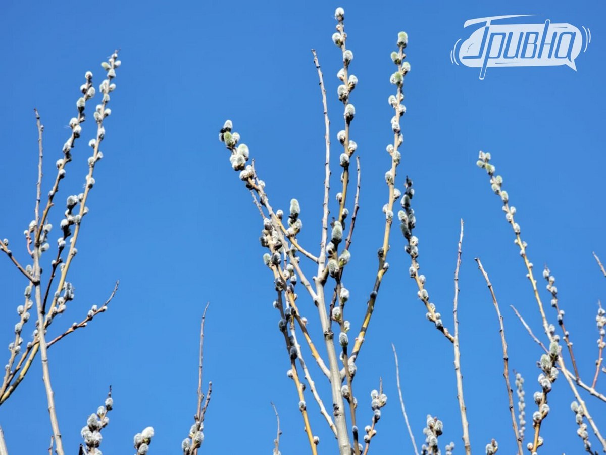 весняні котики верба Херсон