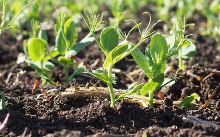 20 фермерів з Бериславського району на Херсонщині отримали гранти для вирощування озимого гороху