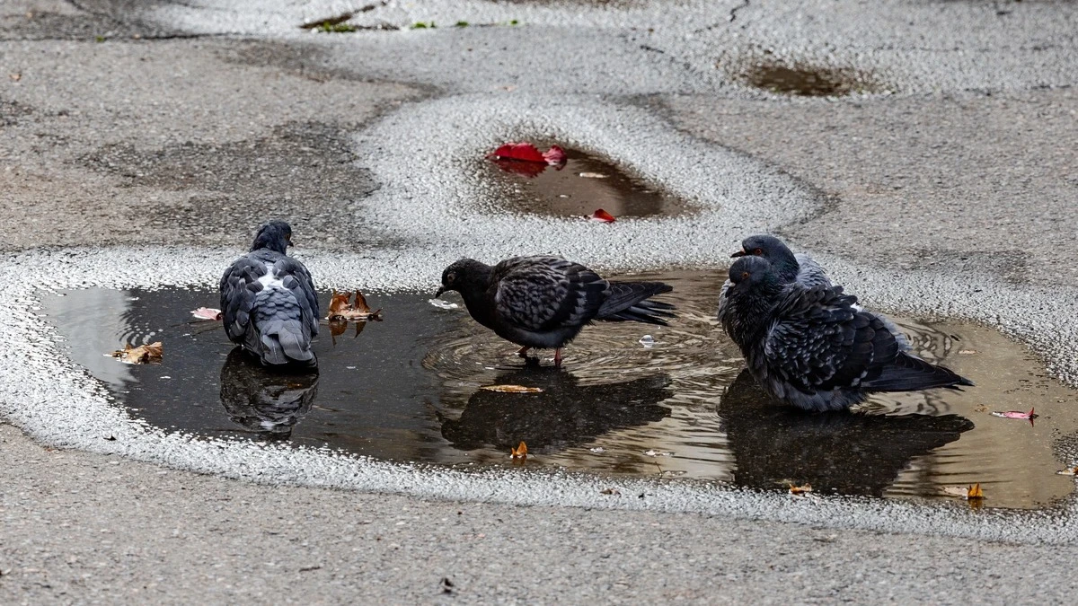 Яка погода очікується в Херсоні та області 30 березня 2026 року?