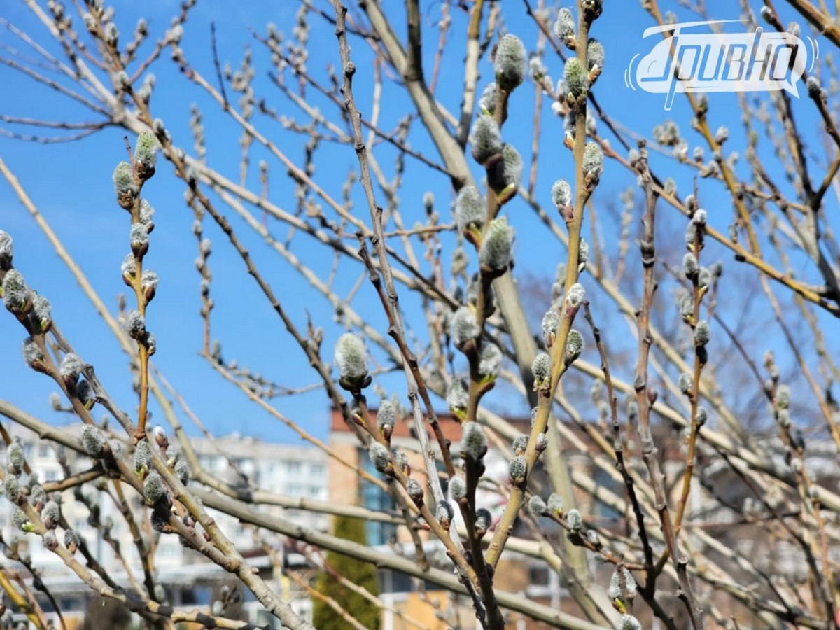 Весняне різнобарв’я в Херсоні: життя попри небезпеку – фоторепортаж