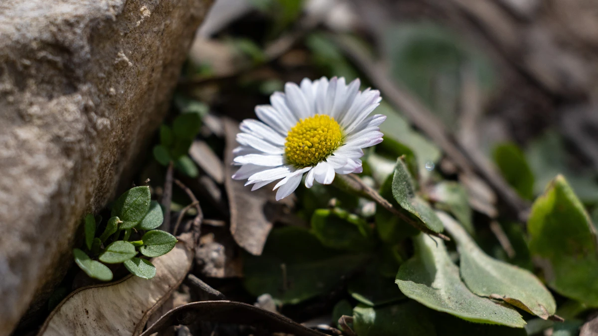 Яка погода очікується в Херсоні та області 18 березня 2026 року?