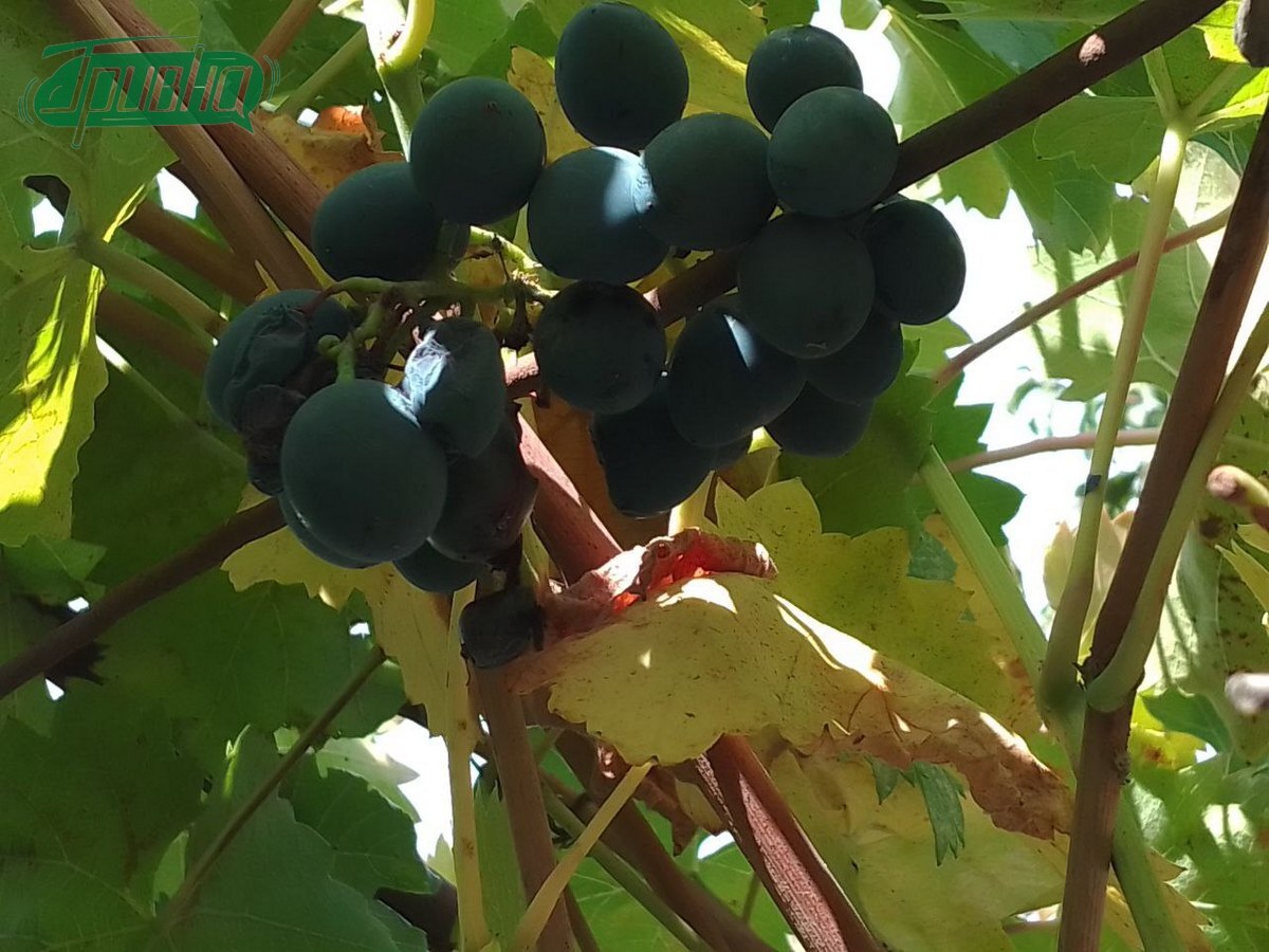 У Тягинській громаді розвиватимуть виноградарство, залучаючи й ВПО