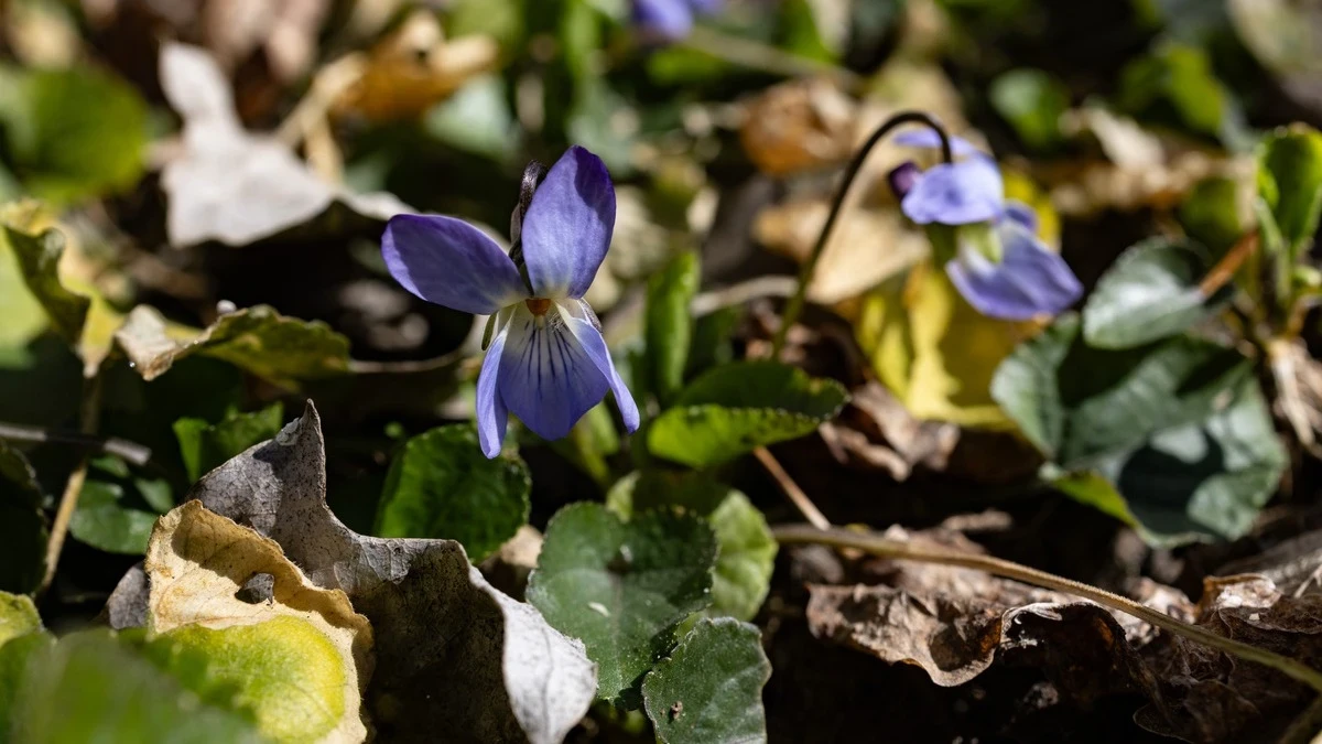 Яка погода очікується в Херсоні та області 25 березня 2026 року?