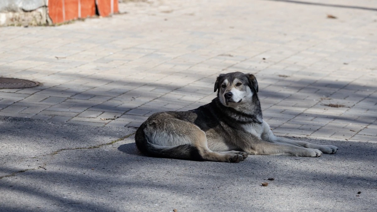 Яка погода очікується в Херсоні та області 10 березня 2026 року?