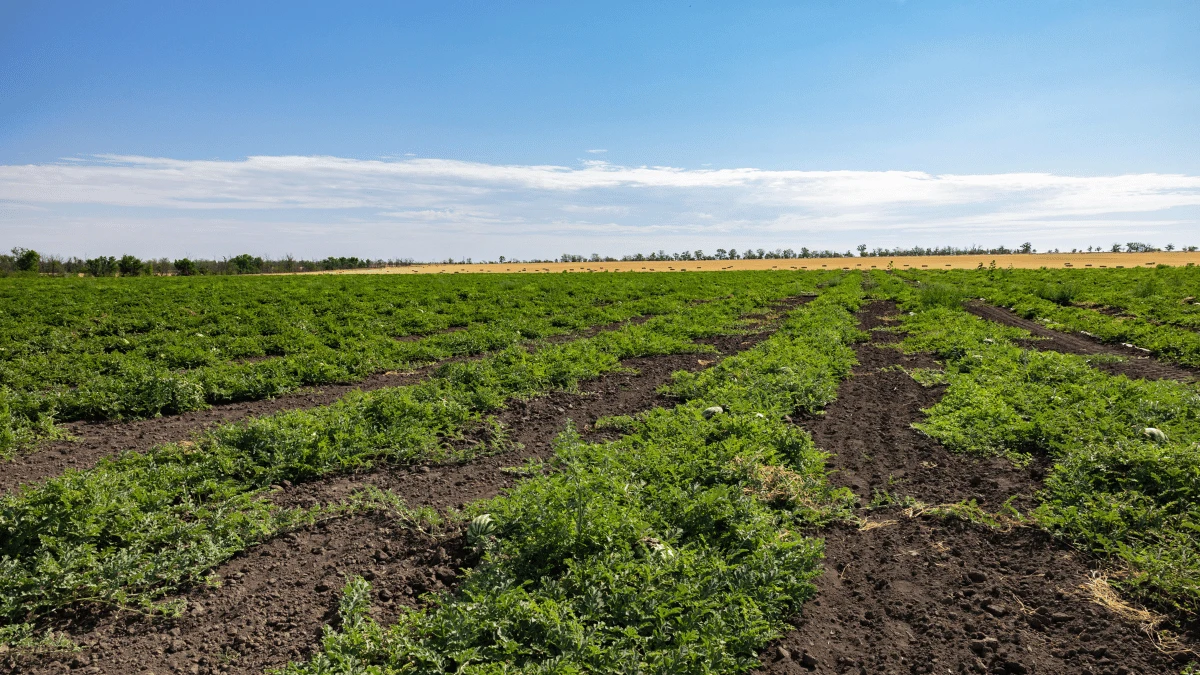 На Херсонщині цьогоріч планують засіяти понад 250 тисяч гектарів
