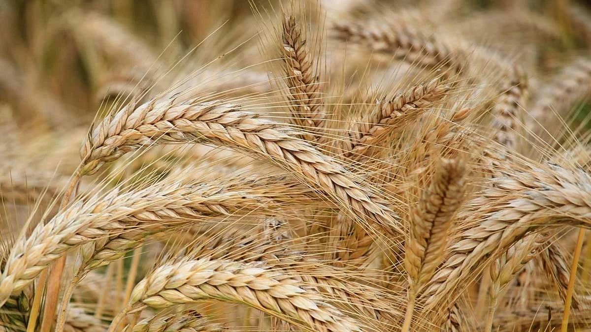 Росія продовжує вивозити зерно з окупованої Херсонщини до Сирії