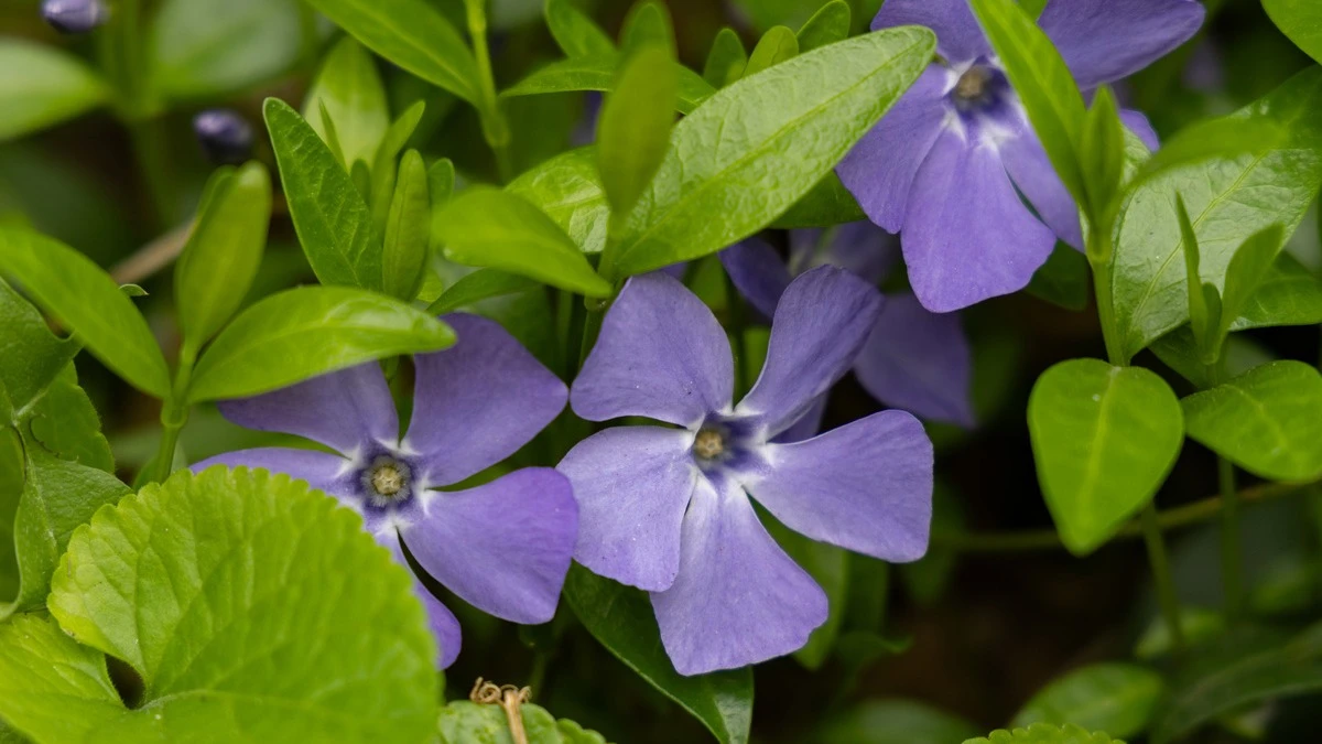 Яка погода очікується в Херсоні та області 5 квітня 2026 року?