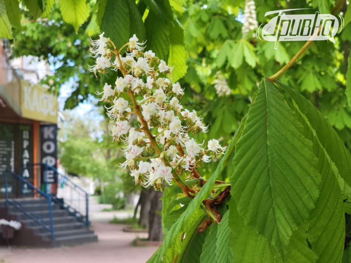 Для одних – спогади, для інших – обереги: у Херсоні розцвіли каштани (фото)
