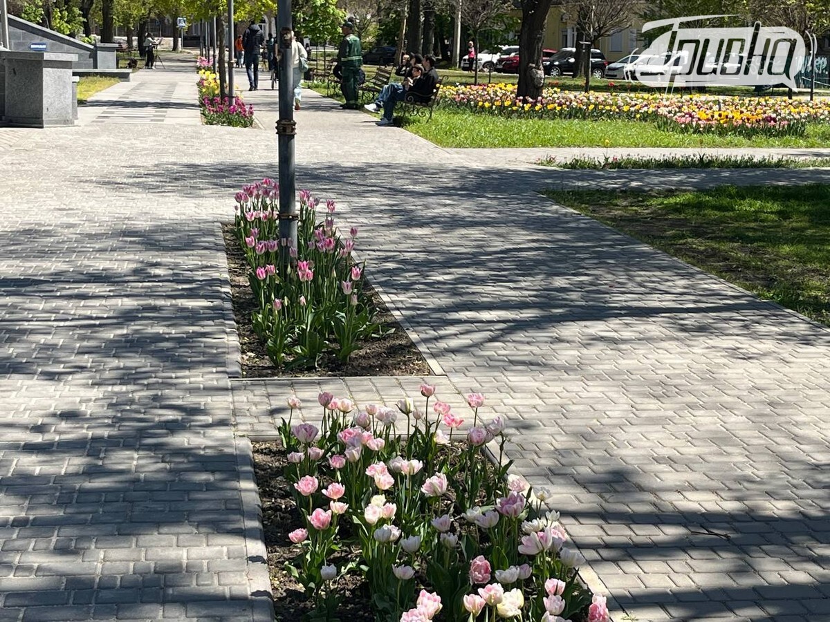 в центрі Миколаєва розквітли тисячі тюльпанів