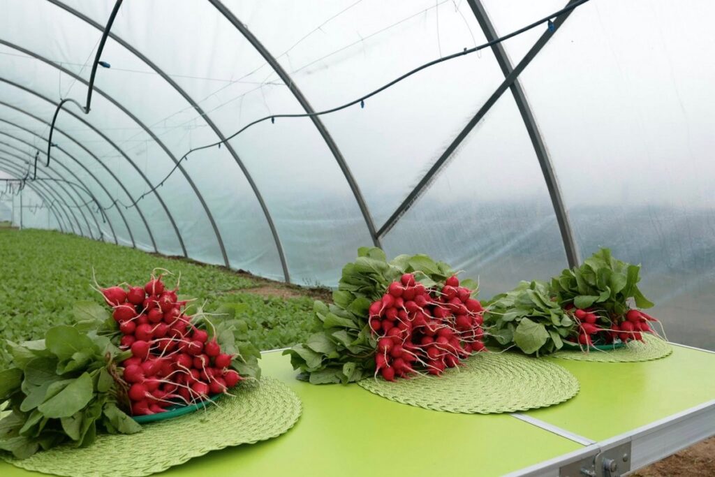 Олег Олійник розвиває тепличне господарство . Вінницька ОВА