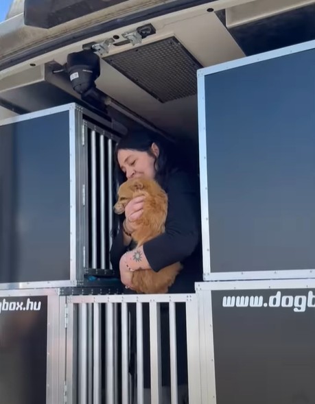 евакуація тварин з Херсона