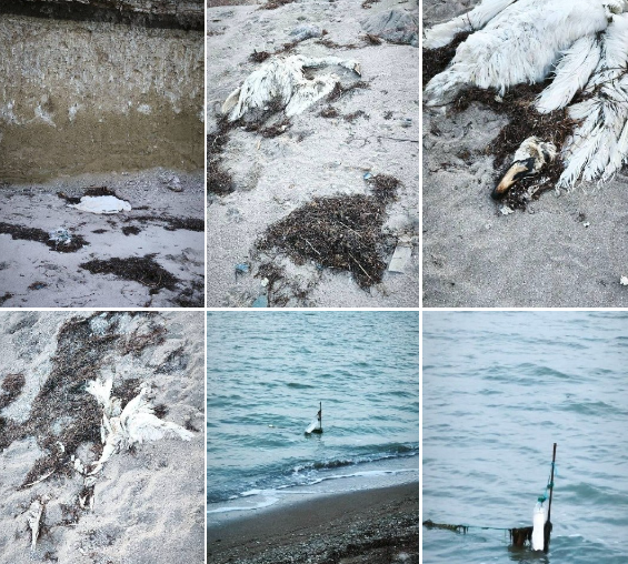 В окупованому Генічеську гинуть лебеді: птахи заплутуються у сітках