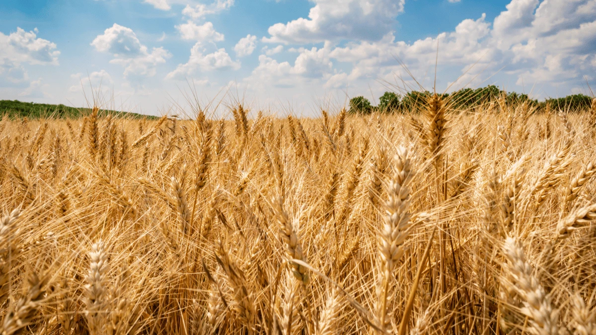 Президент Єгипту обіцяв Зеленському, що не прийматиме зерно з окупованих територій