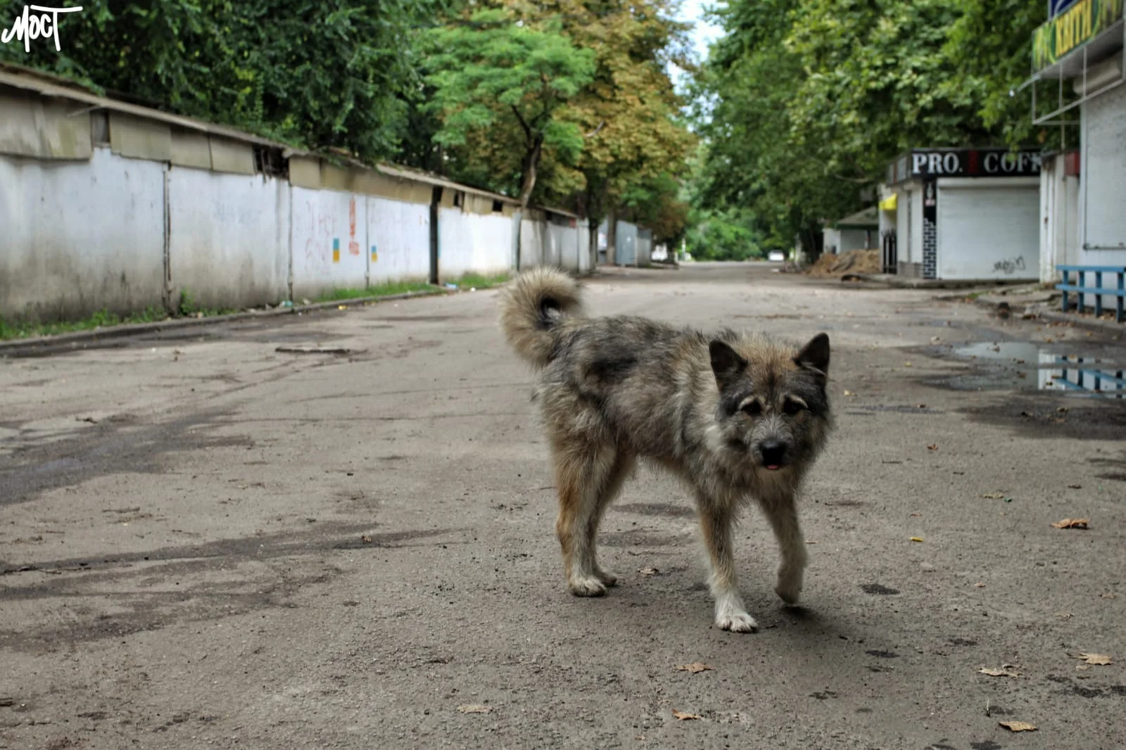 В окупованій Новій Каховці безпритульні собаки почали нападати на людей
