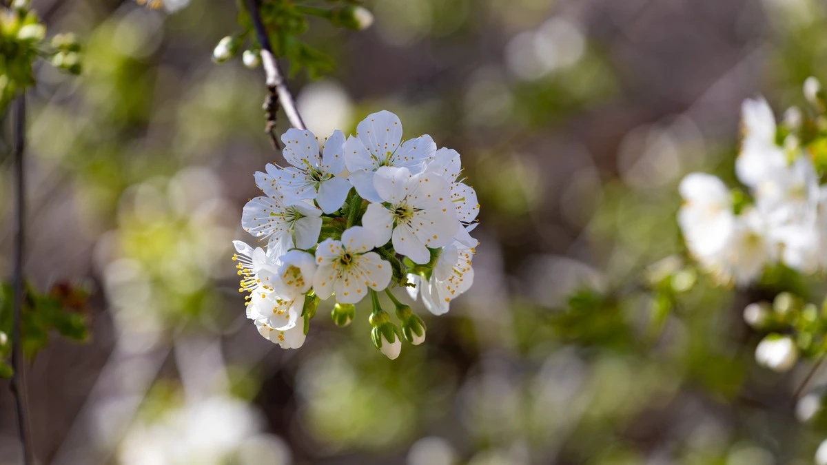 Яка погода очікується в Херсоні та області 11 квітня 2026 року?