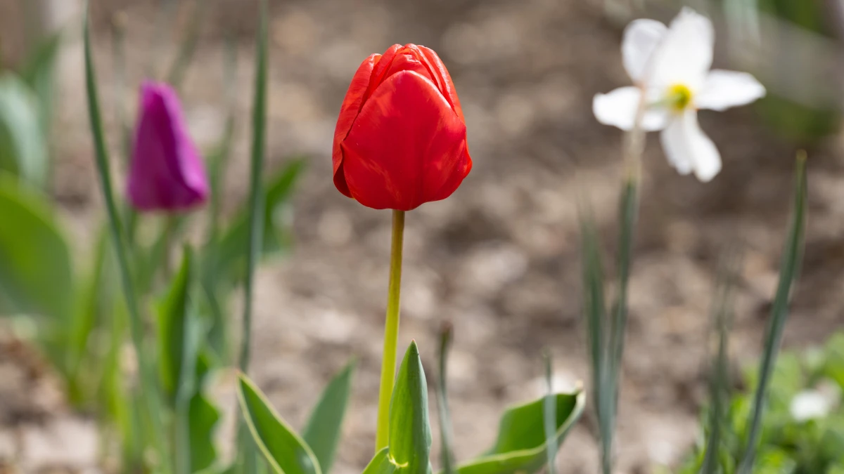 Яка погода очікується в Херсоні та області 12 квітня 2026 року?