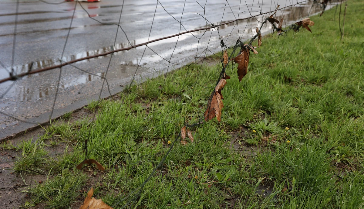 Їжаки гинуть у захисних сітках. Мешканців Херсона закликають їм допомагати