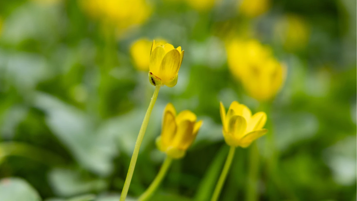 Яка погода очікується в Херсоні та області 6 квітня 2026 року?