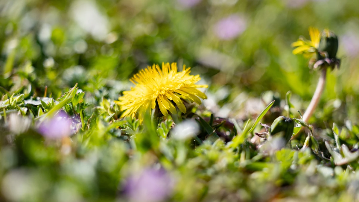 Яка погода очікується в Херсоні та області 3 квітня 2026 року?