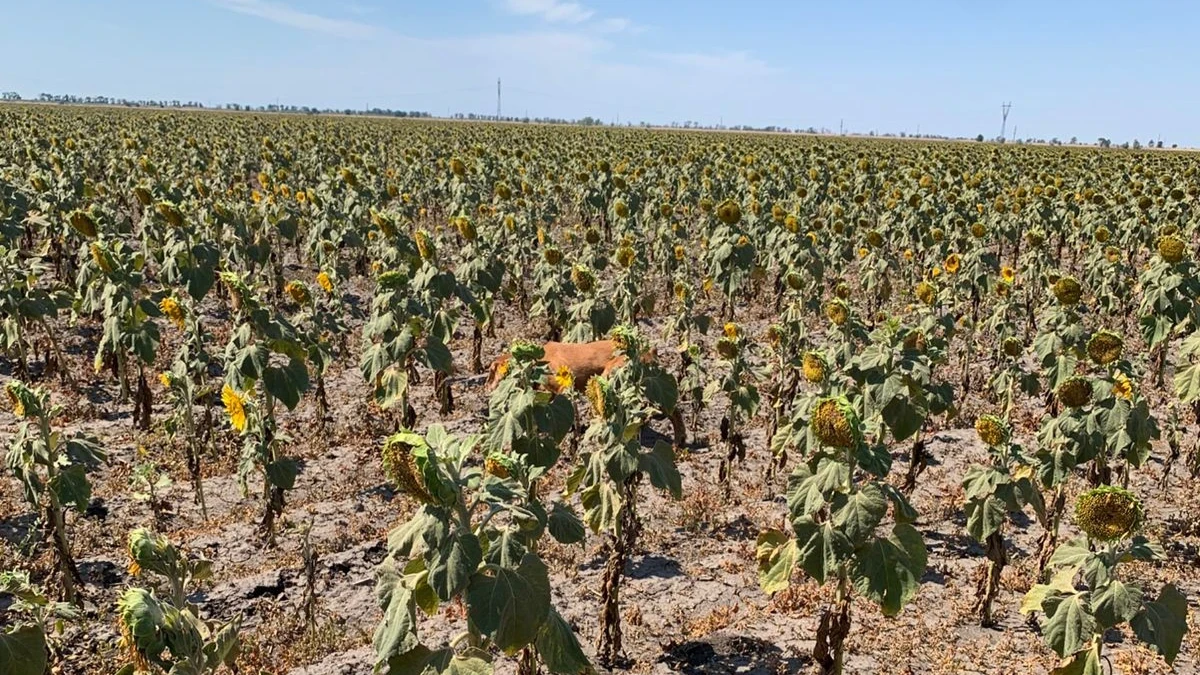 Аграрії з Херсонщини відмовляються сіяти соняшник