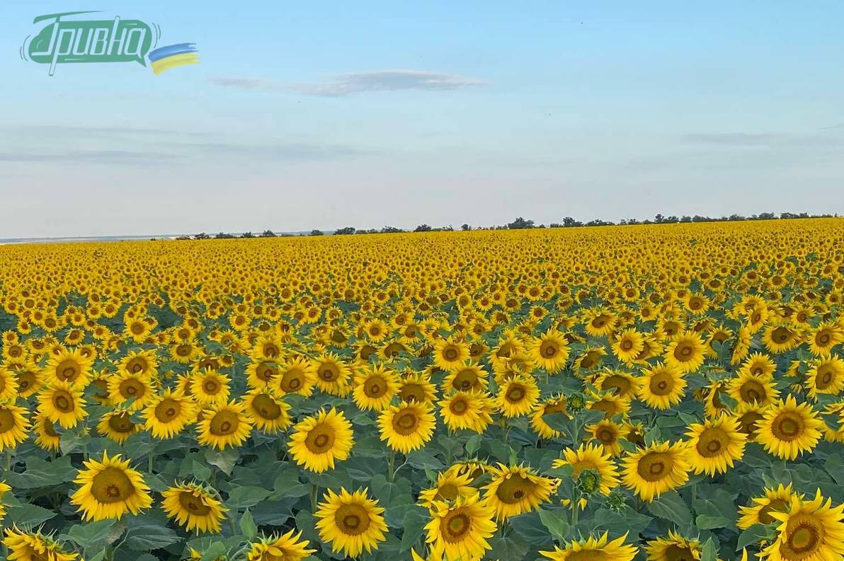 Розмінування земель і підтримка фермерів: як відновлюється агросектор у Херсонській громаді