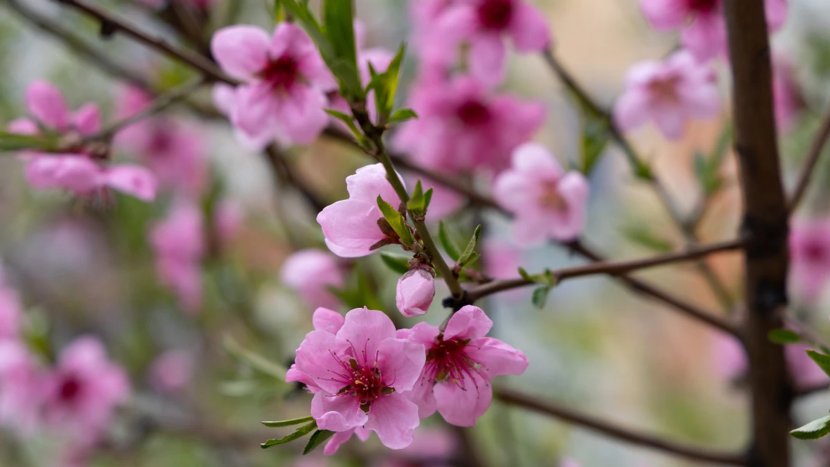 Яка погода очікується в Херсоні та області 15 квітня 2026 року?