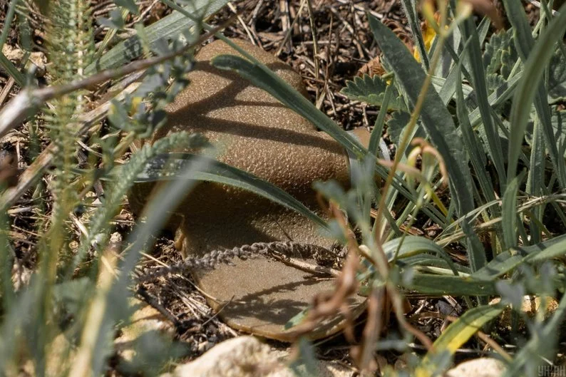 У Херсоні виявили протипіхотні міни на Бериславському шосе